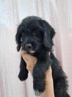 Unieke dwergpoedel kruising pup, Dieren en Toebehoren, Honden | Chihuahua's en Gezelschapshonden, CDV (hondenziekte), Overige rassen