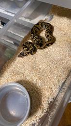 Collectie ball pythons