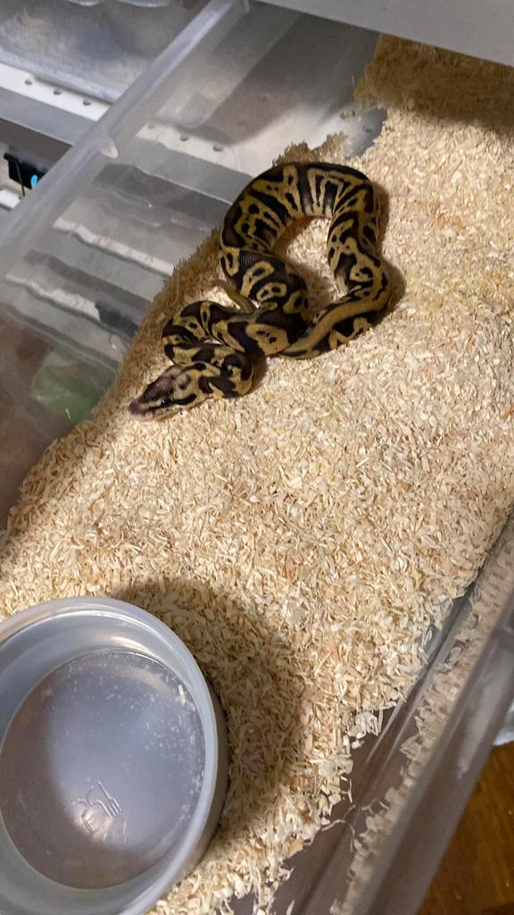 Collectie ball pythons, Dieren en Toebehoren, Reptielen en Amfibieën
