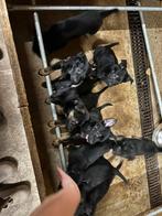 Zeer mooie duitse herder pups, Dieren en Toebehoren, CDV (hondenziekte), 8 tot 15 weken, Meerdere, Meerdere dieren