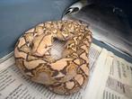 Mochino Retic, Dieren en Toebehoren, Reptielen en Amfibieën, Slang