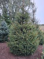 Kerstboom Picea Abies, Tuin en Terras, Ophalen, Volle zon, Overige soorten
