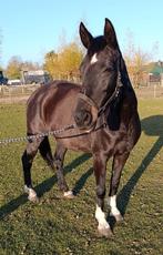 Prachtig KWPN recreatie / fok merrie, Dieren en Toebehoren, Paarden, Merrie, Zadelmak, Gechipt, 160 tot 165 cm