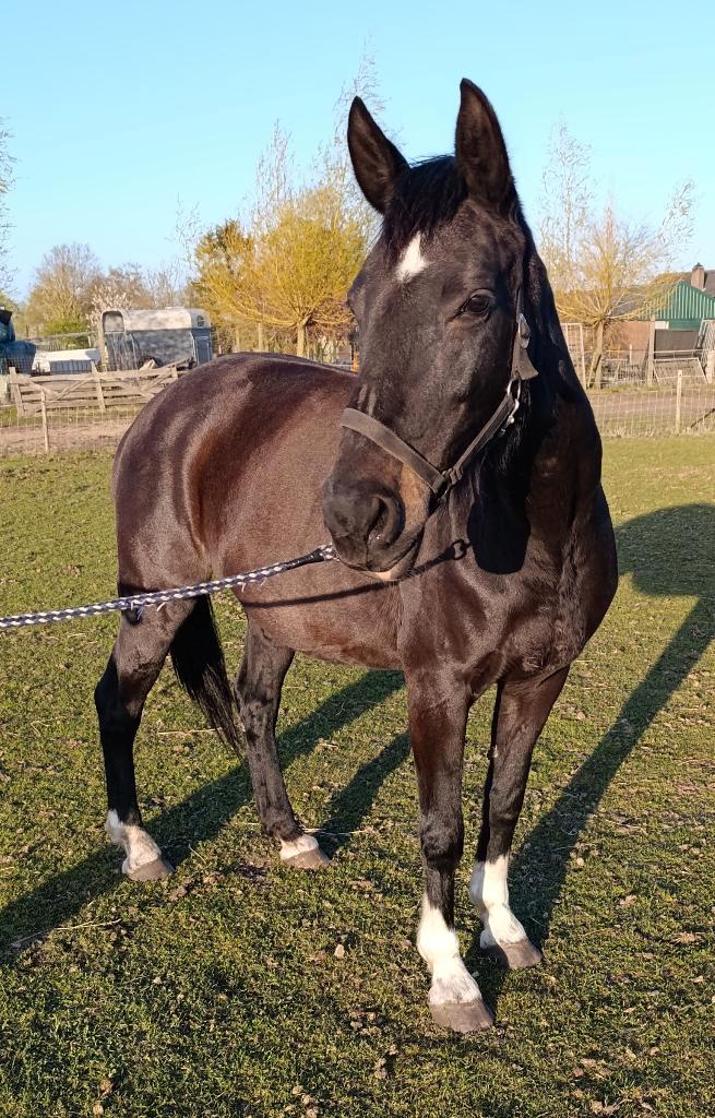 Prachtig KWPN recreatie / fok merrie, Dieren en Toebehoren, Paarden, Merrie, Zadelmak, 160 tot 165 cm, 11 jaar of ouder, Recreatiepaard