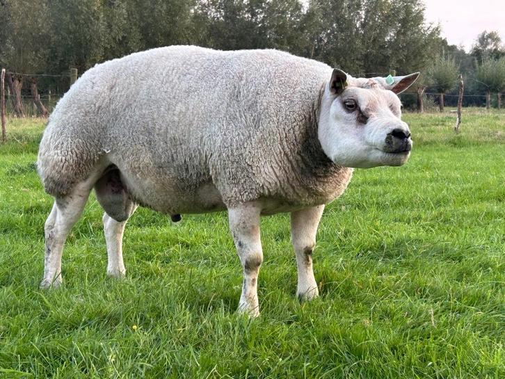 2,5 jarige stamboek Texelaar ram, Dieren en Toebehoren, Schapen, Geiten en Varkens, Schaap, Mannelijk, 0 tot 2 jaar