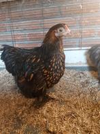 Cochin kriel hennetjes, Dieren en Toebehoren, Pluimvee, Vrouwelijk, Kip