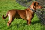 Op zoek naar een gouden mandje voor Choco!, Particulier, Rabiës (hondsdolheid), Reu, 1 tot 2 jaar