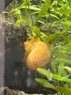Goudgele appelslakken, Dieren en Toebehoren, Vissen | Aquariumvissen, Slak of Weekdier, Zoetwatervis