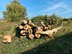 Partij boomstammen Populieren te koop, Tuin en Terras, Haardhout, Ophalen, Overige houtsoorten, Stammen
