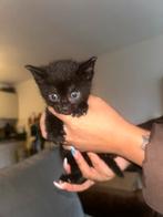 🐾 Binnenkort klaar voor een gouden mandje! 🤍✨, Dieren en Toebehoren, Katten en Kittens | Raskatten | Langhaar, Meerdere dieren