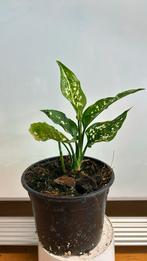 Aglaonema Thai snowflake  jonge plant. Pot 12, Huis en Inrichting, Kamerplanten, Ophalen of Verzenden