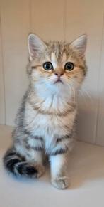 Britse kittens, Dieren en Toebehoren, Katten en Kittens | Raskatten | Korthaar, Poes, Ontwormd