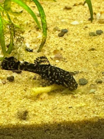 Ancistrus dolichopterus – harnasmeerval beschikbaar voor biedingen