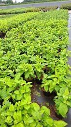 Hortensia annabelle, Tuin en Terras, Planten | Tuinplanten, Ophalen, Zomer, Overige soorten, Halfschaduw