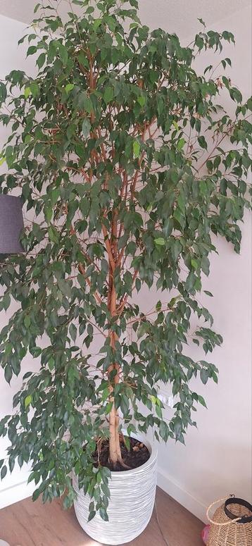 Grote kamerplant met pot beschikbaar voor biedingen