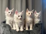 Maine Coon kittens 2 wit 1 ligt rood, Dieren en Toebehoren, Katten en Kittens | Raskatten | Langhaar, Meerdere dieren, Ontwormd