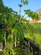 Tetrapanax papyrifer of rijstpapierplant, Tuin en Terras, Planten | Tuinplanten, Volle zon, Vaste plant, Herfst, Ophalen