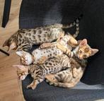Bengaalse kittens, black tabby spotted, Dieren en Toebehoren, Katten en Kittens | Raskatten | Korthaar, Meerdere dieren, Gechipt