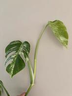 Kopstek Monstera variegata 2 bladeren, Huis en Inrichting, Kamerplanten, Ophalen, Overige soorten, Minder dan 100 cm