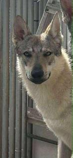 Wolfhond met stamboom teefje, Rabiës (hondsdolheid), 15 weken tot 1 jaar, Teef, Eén hond