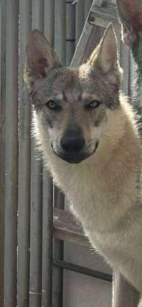 Wolfhond met stamboom teefje beschikbaar voor biedingen