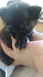 Schattig mooie baby's, Dieren en Toebehoren, Meerdere dieren, Kortharig, 0 tot 2 jaar