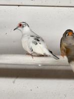 Mooi bonte diamant duiven, Dieren en Toebehoren, Vogels | Duiven, Meerdere dieren, Overige soorten