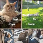 100% Volle Maine Coon kittens, Dieren en Toebehoren, Katten en Kittens | Raskatten | Langhaar