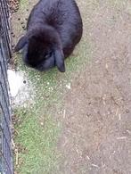 Super lief konijn., Mannelijk