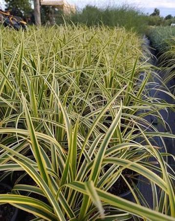 Carex morrowii goldband. Sterke siergrassen. beschikbaar voor biedingen