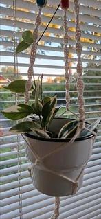 Hoya Carnosa plant., Huis en Inrichting, Ophalen of Verzenden, Overige soorten, Minder dan 100 cm