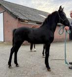 Enorm mooi Friese merrieveulen met zeer vol papier, Dieren en Toebehoren, Paarden, Merrie, Minder dan 160 cm, 0 tot 2 jaar