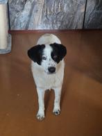 Reu 1 jaar oud., Dieren en Toebehoren, Honden | Retrievers, Spaniëls en Waterhonden, Particulier, 1 tot 2 jaar, Buitenland, Parvo