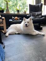 Prachtige Samoyeed reu beschikbaar als dekhond, Dieren en Toebehoren, 6 jaar of ouder, Rabiës (hondsdolheid), Reu, Eén hond