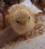 Chinese dwergkwartels, Dieren en Toebehoren, Vogels | Overige Vogels, Meerdere dieren, Tropenvogel