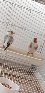 Putters Major, Meerdere dieren, Wildzangvogel