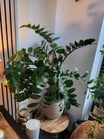 Zz plant, 100 tot 150 cm, Halfschaduw, Ophalen, Groene kamerplant