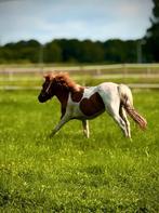 Grote shetlander hengst, Dieren en Toebehoren, Pony's, Hengst, A pony (tot 1.17m), Recreatiepony, 0 tot 2 jaar