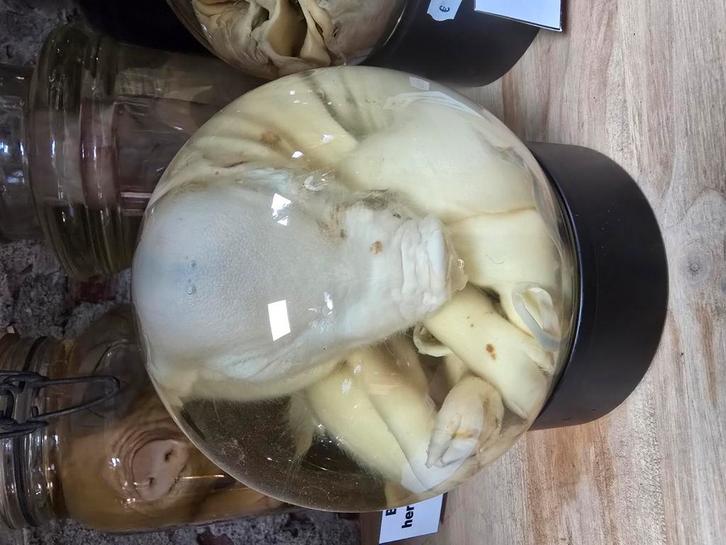 Siamese tweeling big op sterk water, Verzamelen, Dierenverzamelingen, Zo goed als nieuw, Beeldje of Figuurtje, Paard, Ophalen