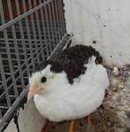 Dwergkwartel haantje 3 maanden oud, Dieren en Toebehoren, Pluimvee, Mannelijk, Kip