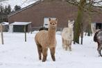 Alpaca's van showkwaliteit te koop, Dieren en Toebehoren, Overige Dieren, Meerdere dieren