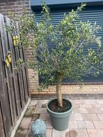 Olijfboom in pot - Prachtige mediterrane sfeer, Tuin en Terras, Bloeit niet, Ophalen of Verzenden, 100 tot 250 cm, Olijfboom