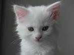 Maine Coon kittens (wit), Dieren en Toebehoren, Katten en Kittens | Raskatten | Langhaar, Meerdere dieren, Gechipt, 0 tot 2 jaar