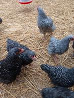 Noordhollandse blauwe hanen, Dieren en Toebehoren, Pluimvee, Mannelijk, Kip