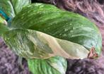 Monstera Lechleriana Variegata #3, Overige soorten, Minder dan 100 cm, Groene kamerplant, Halfschaduw