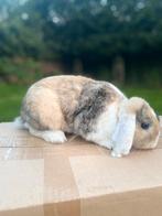 2 konijnen te koop, Dieren en Toebehoren, Konijnen, Vrouwelijk, Middelgroot, Hangoor, 0 tot 2 jaar