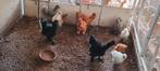 Te koop jonge Zijdehoenders., Dieren en Toebehoren, Pluimvee, Geslacht onbekend, Kip
