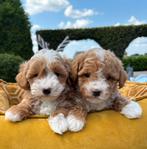 Maltipoo pups, Dieren en Toebehoren, Honden | Niet-rashonden, Nederland, 8 tot 15 weken, Meerdere, Meerdere dieren