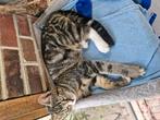 Lieve speelse kittens rood, tijger zwart/wit 3kleur en grijs, Poes