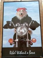 REBEL WITHOUT A BONE. Poster. Gekaderd. 63/93 cm.    1992, Ophalen, Zo goed als nieuw, Hond of Kat, Opgezet dier